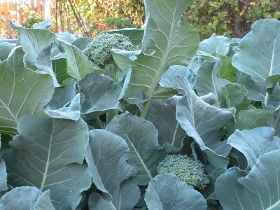 curious farm broccoli