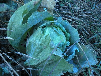 sweet brave cabbage at curious farm