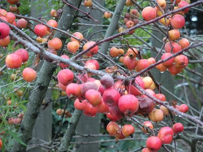 crabapple in winter