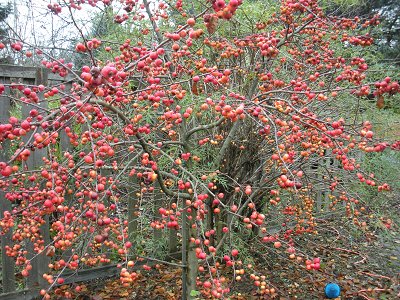 crabapple in winter