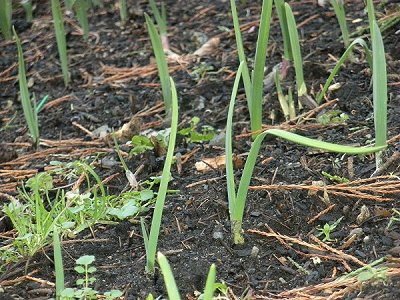 spring garlic coming up