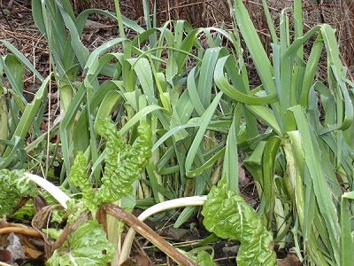 leeks for curious farm leek-horseradish sauerkraut