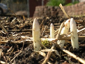 new, white asparagus spears
