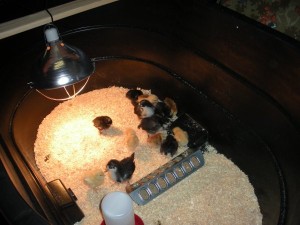 chickens in the brooder