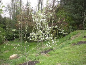 apples2010 crabapple, hill and creek