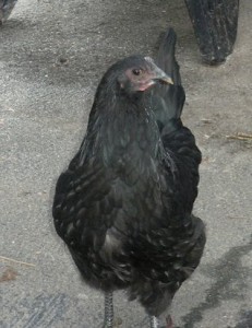australorp0510 australorp