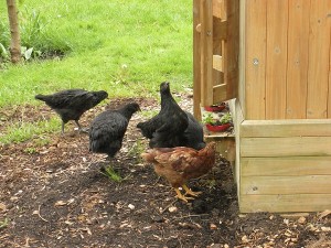 chickens at the play house