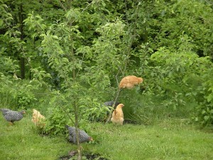 chicken in apple tree