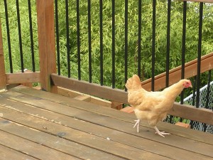 the chickens found the upper deck!