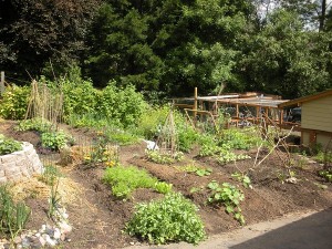 garden at the beginning of july 2010