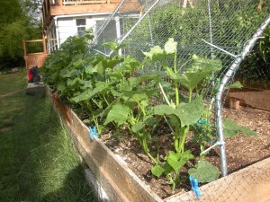 cucumbers