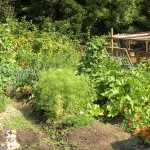 garden in august