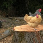chickens on a stump