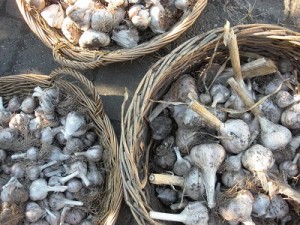 garlicharvest11small garlic at curious farm