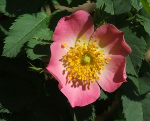 rosavillosa - Copy