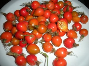 rosehips2011 rose hips