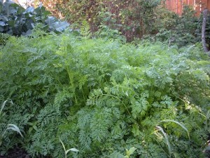 cfcarrots0911 carrot patch