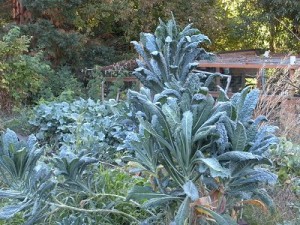 cfkaletree0911 kale