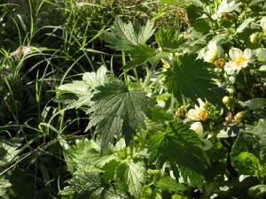 cfmotherwort0911 motherwort