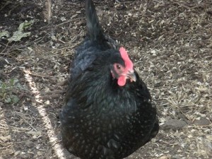 australorp in charge
