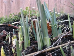 daffodils coming up in february