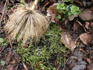 leek seedlings