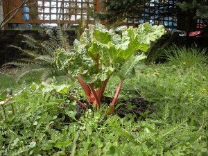 rhubarb0312 rhubarb